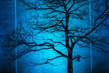 Evening view of a bare tree casting shadows against a...