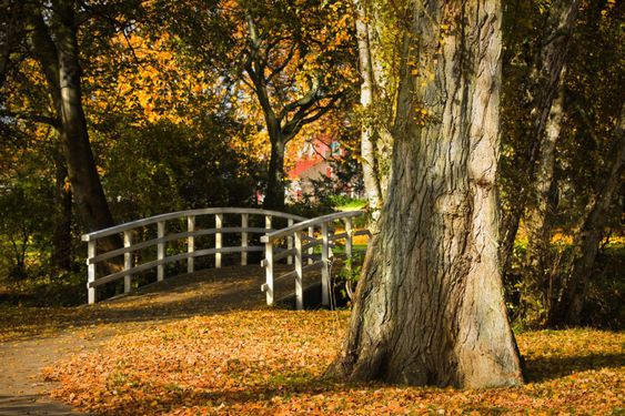 White bridge and colorful autumn leaves