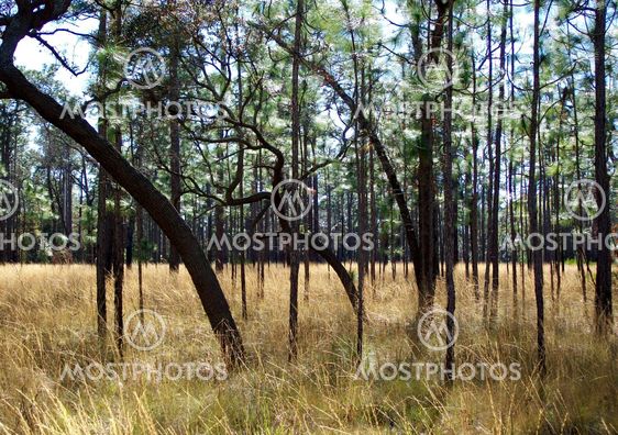 Trees Bending Down