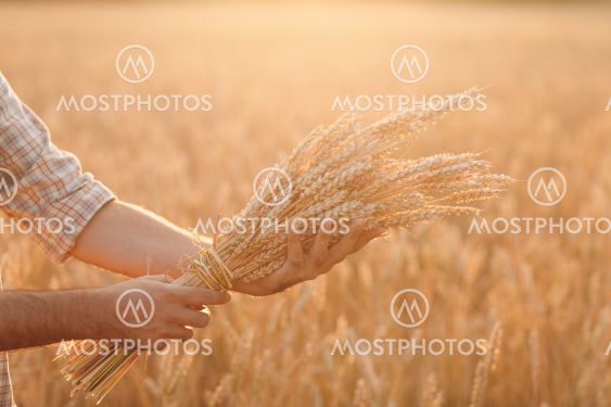 Man farmer holds sheaf of wheat ears in cereal field at...