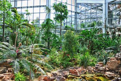 HDR Jungles in Palmen Garten, Frankfurt am Main, Hessen,...