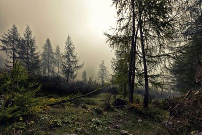 A mystical forest with fog and shining behind trees