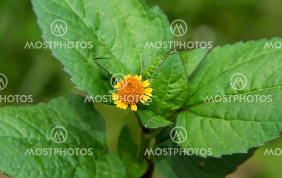 Acmella Uliginosa flower