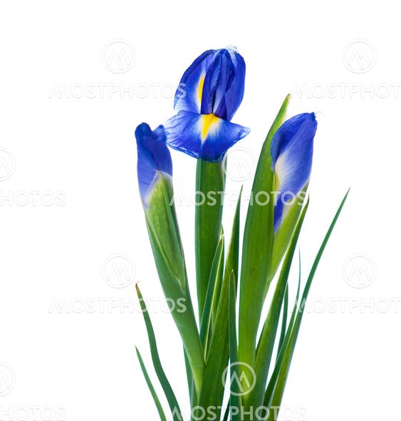 Three spring irises