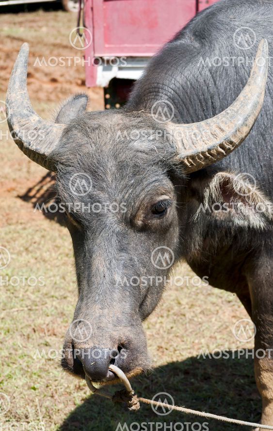 Buffalo face