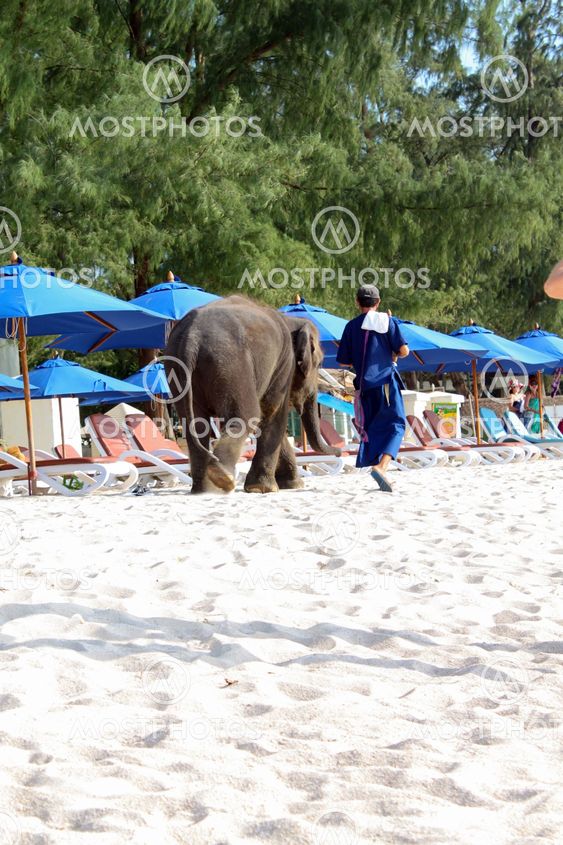 BANGTAO, PHUKET, THAILAND - NOVEMBER 06, 2013: baby elephant walking on the beach.
