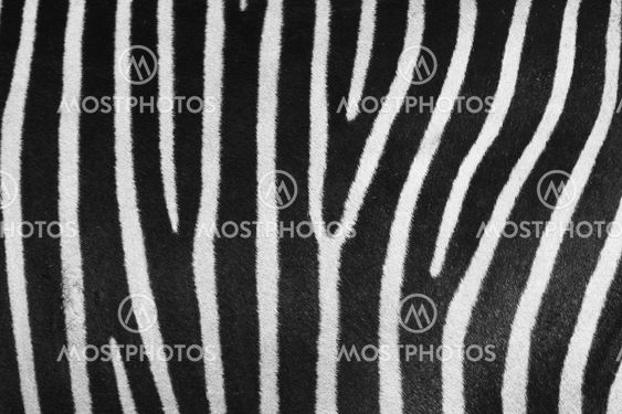 Zebra fur
