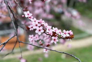Cherry blossoms on thin branches with a soft background....