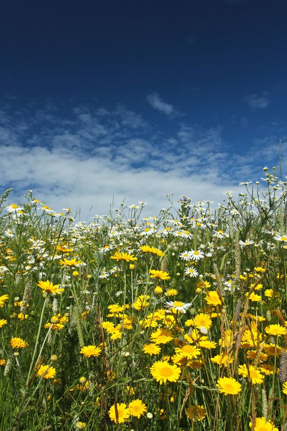 Field with yellow and white daisy flowers