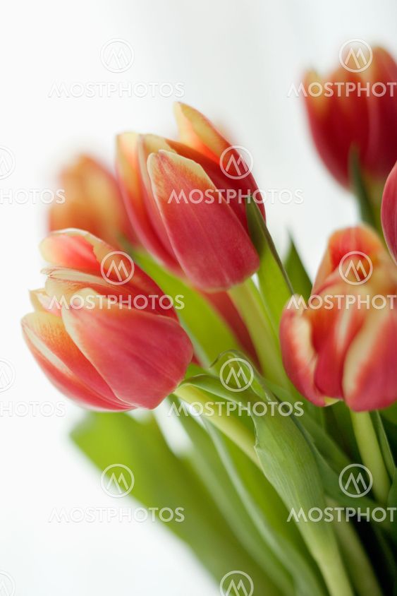 Tulip flowers.