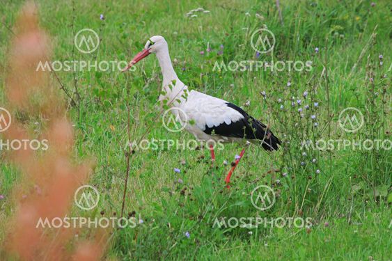 White stork