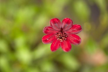 Closeup, growth and flowers with daisy for gardening,...