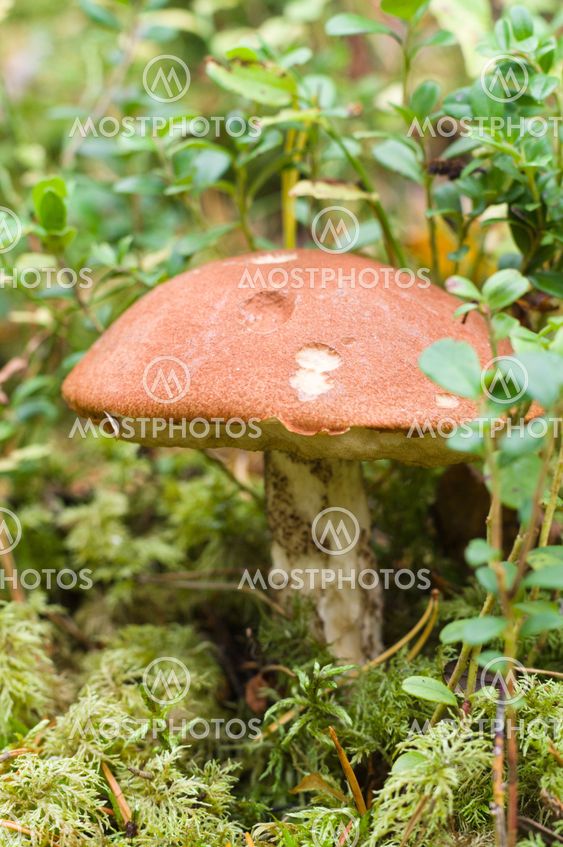 Closeup on orange-cup mushroom (Leccinum Aurantiacum)