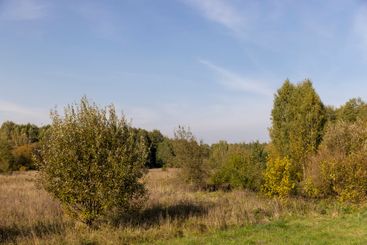 deciduous trees of different types in the autumn season