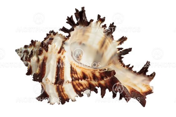 Sea shell on white background
