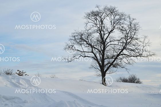Winter Landscape
