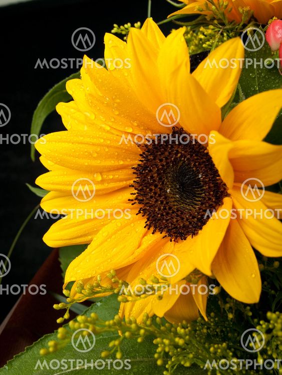 Sunflower with water drops 4