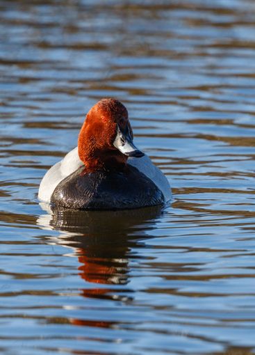 Pochard duck swimming in the lake in spring