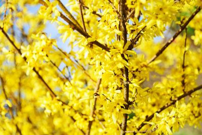 Spring bloom forsythia