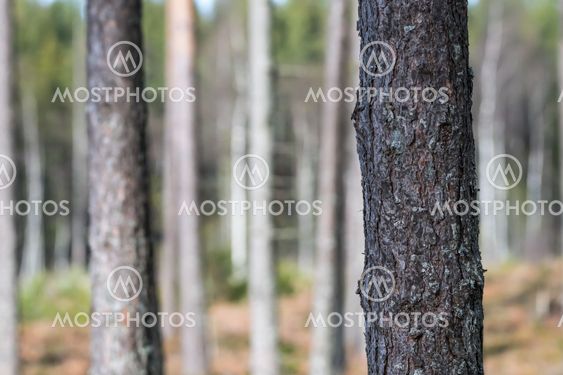 Närbild av en trädstam i en ljus tallskog