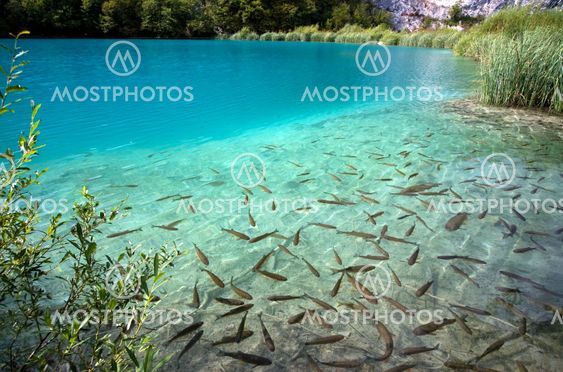 Fishes in the lake
