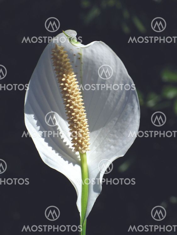 White Araceae-01