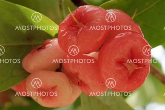 rose apple on tree