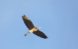 One flying Gray Heron in warm evening light