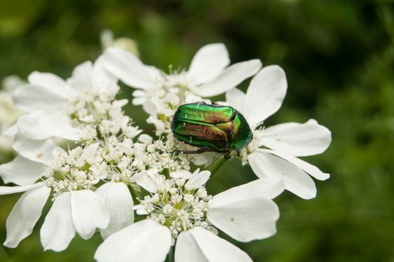 Golden stag beetle