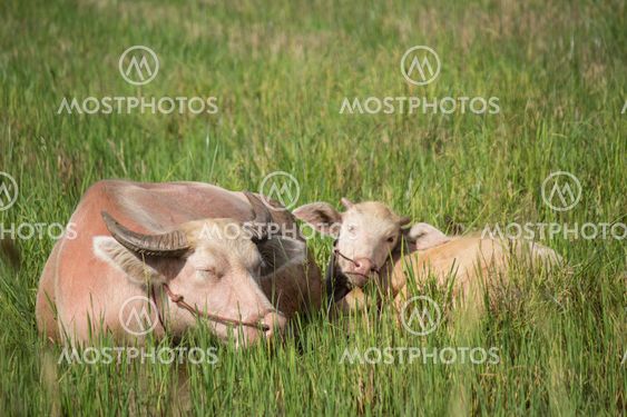 Albino buffalo