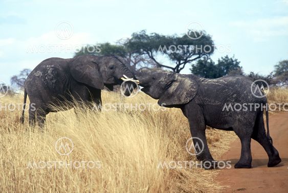 Elephants,Serengeti