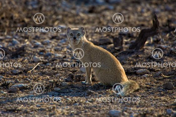 a yellow mongosse at etosha national park namibia africa