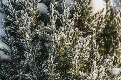 A small green juniper tree with white snow and frost is...