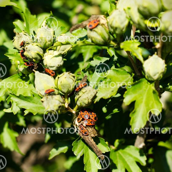 Close up of a green foliage and orannge bugs