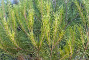 Twigs of pine trees with green needles on a blue sky...