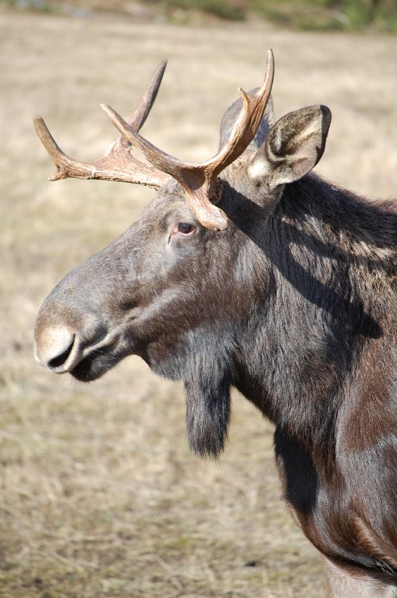 Moose
