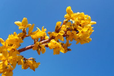 Forsythia