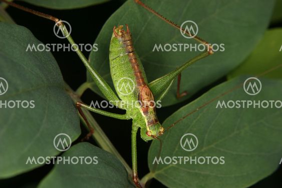 Speckled bush-cricket (Leptophyes punctatissima)