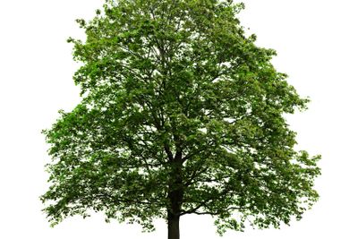 Isolated mature maple tree