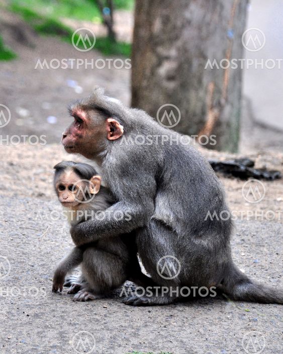 Monkey - Mothers love