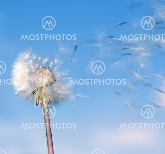 Dandelion wind