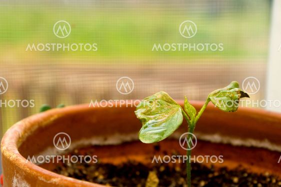 Cotton Plant