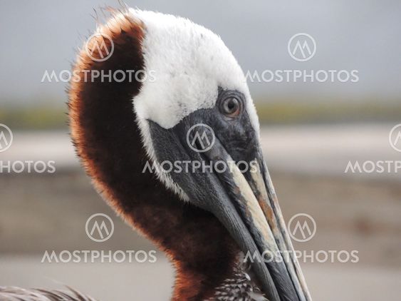 Brown Pelican Profile (Pelecanus occidentalis)