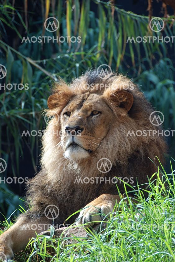 Portrait of a lion king