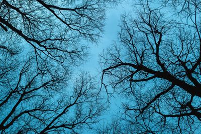 Low angle view of bare tree branches against moody...