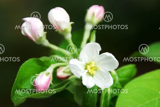bunch of white apple tree flower