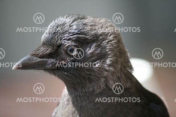 Jackdaw