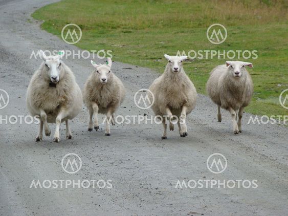 Running sheep.