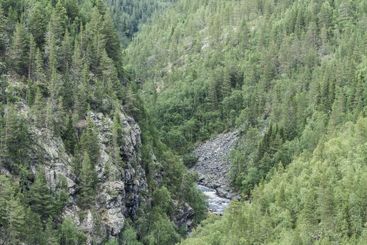 Forest valley in Norway showcases lush greenery and...