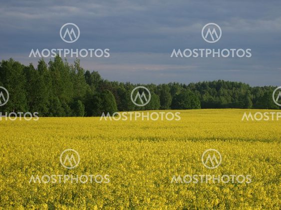 Yellow field 2